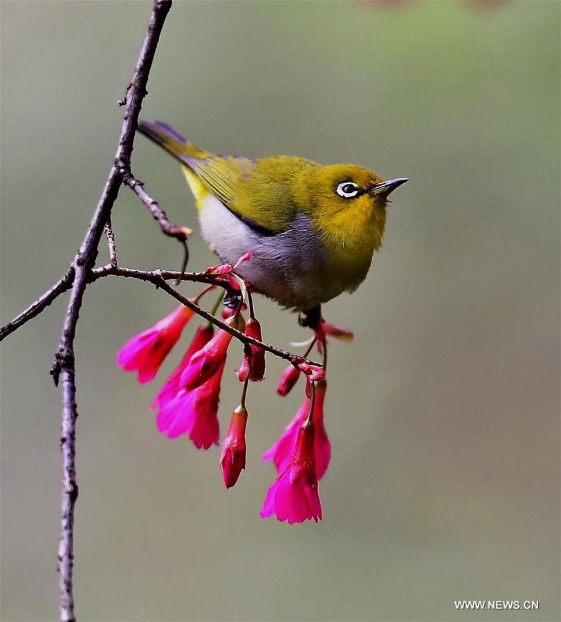 CHINA-FUJIAN-CHEERY BLOSSOM-BIRDS (CN)