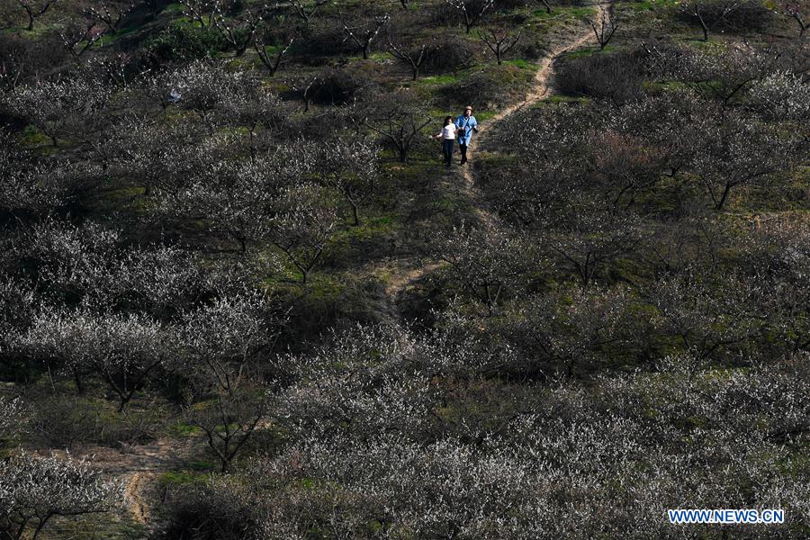 CHINA-ZHEJIANG-PLUM BLOSSOM(CN)