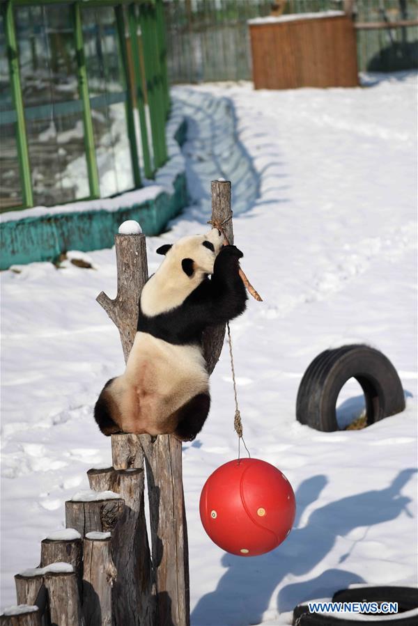 CHINA-HEILONGJIANG-GIANT PANDAS (CN)