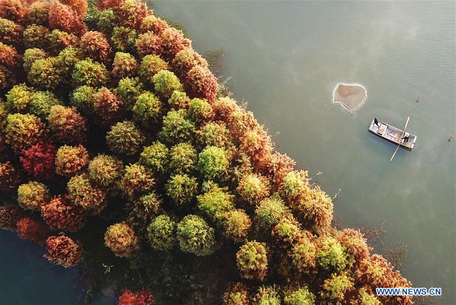 #CHINA-JIANGSU-REDWOOD-SCENERY (CN)