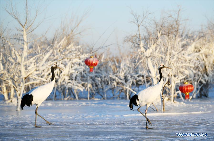 CHINA-HEILONGJIANG-RED-CROWNED CRANES (CN)