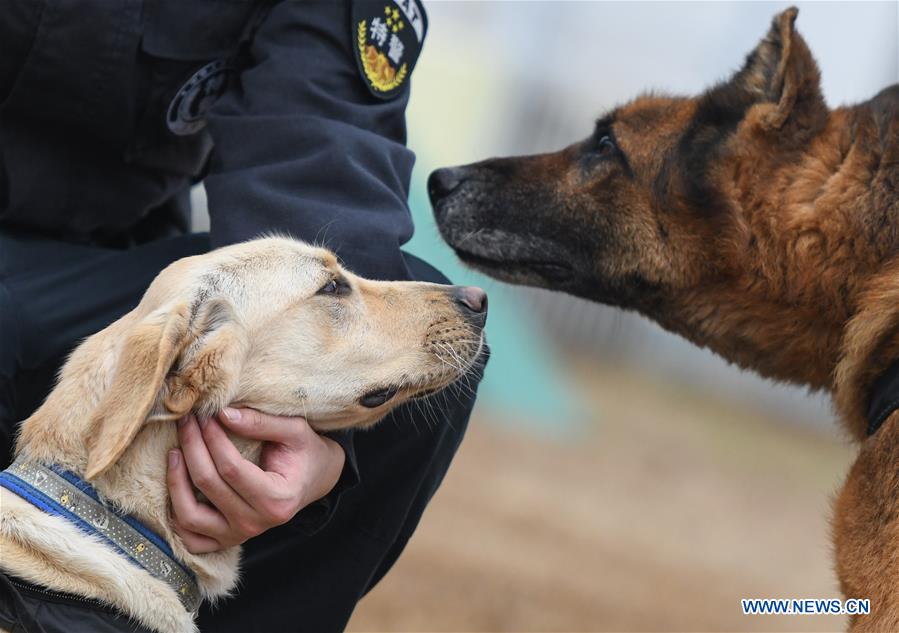 CHINA-HUBEI-WUHAN-POLICE DOG-TRAINING (CN)
