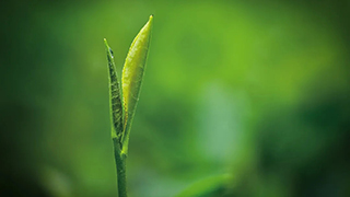 這片樹葉，改變了世界！