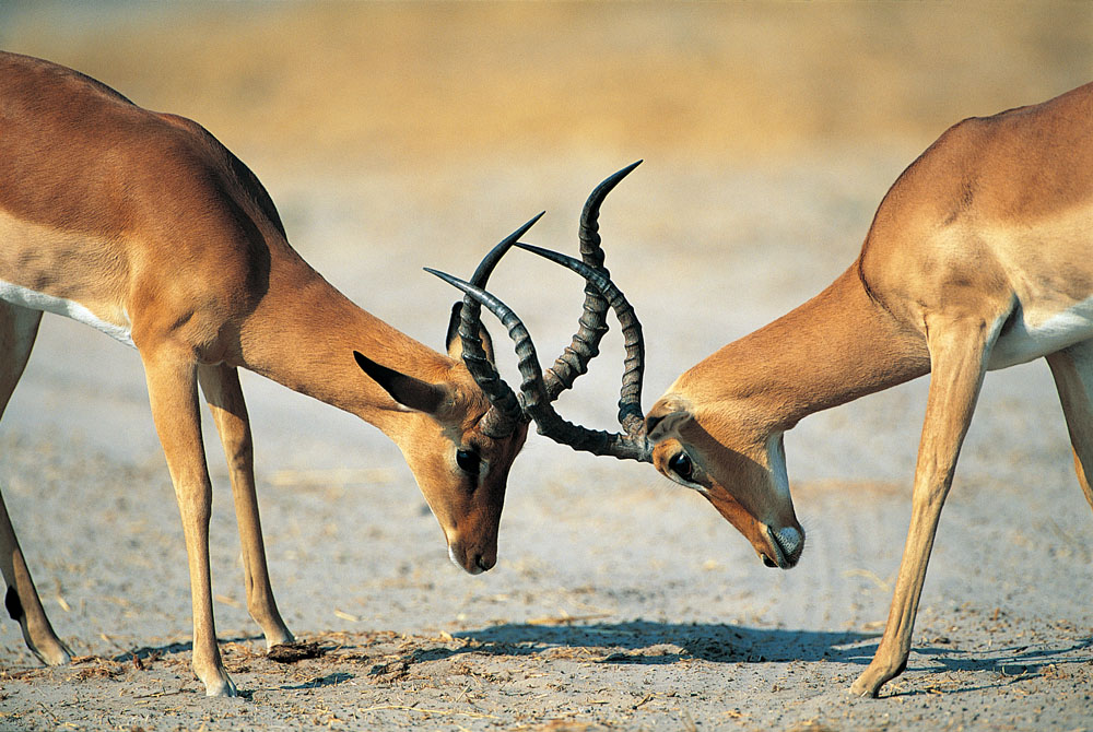 方正集團(tuán)三高管接受調(diào)查 方正、政泉纏斗始末