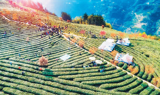 陜西紫陽(yáng)：茶園春色上&ldquo;云端&rdquo;