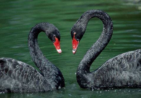 ?？低?ldquo;黑天鵝&rdquo;驚魂兩天