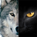 探針 | 2016：雙極，雙11