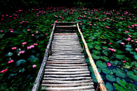 踱步花間，邂逅美麗