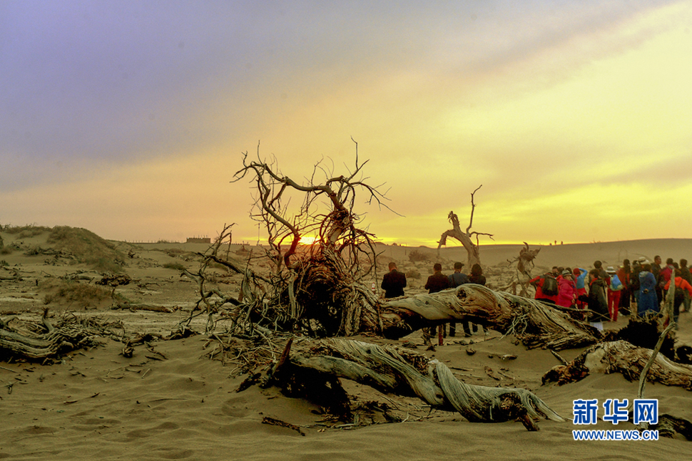 千年胡楊，不朽傳奇