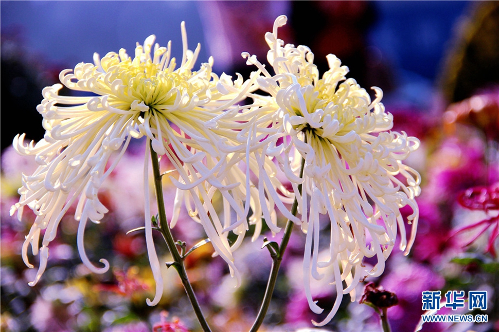 金秋時(shí)節(jié)，菊潤(rùn)車(chē)城