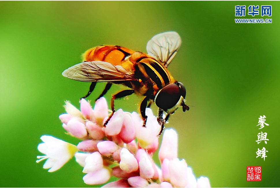 蓼與蜂、蜘蛛