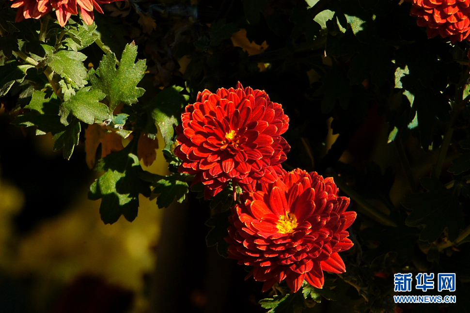 金秋北海養(yǎng)心齋小拍