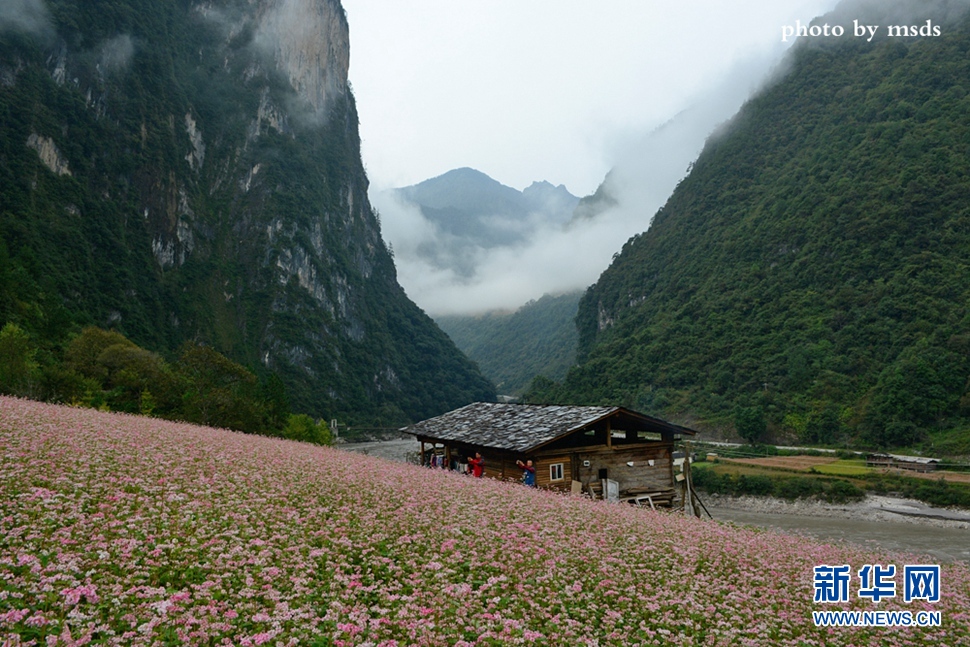 蕎麥花開霧里村