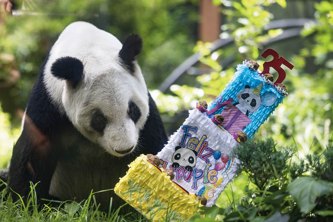 大熊貓“欣欣”見(jiàn)證中外生態(tài)文明交流與友誼