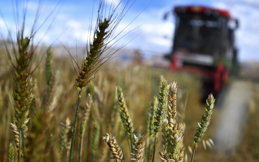 豐收的喜悅！看，各地秋收忙