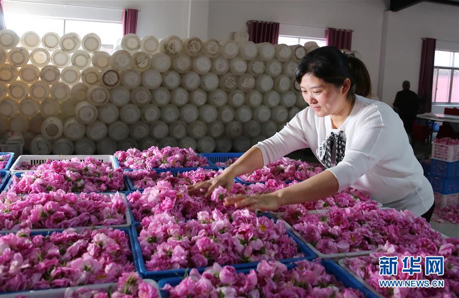 #（經(jīng)濟(jì)）（1）江蘇海安：玫瑰花鋪就農(nóng)民致富&ldquo;芬芳之路&rdquo;