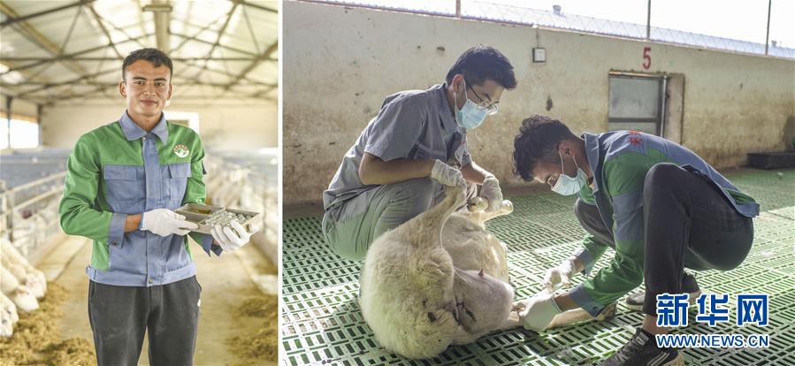 (脫貧攻堅·圖片故事)(9)脫貧靠雙手——新疆和田地區(qū)未摘帽縣就業(yè)見聞