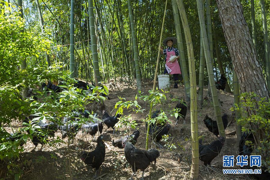 （新華全媒頭條&middot;圖文互動）（2）赤水：別了，貧困！