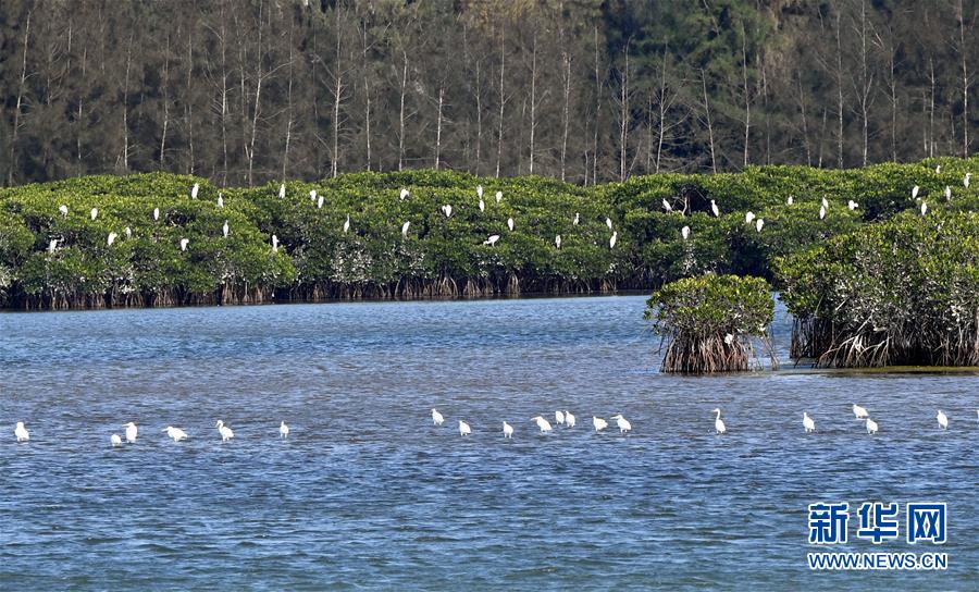 （圖文互動）（2）十年樹木、紅樹成林&mdash;&mdash;&ldquo;海上森林&rdquo;回歸記