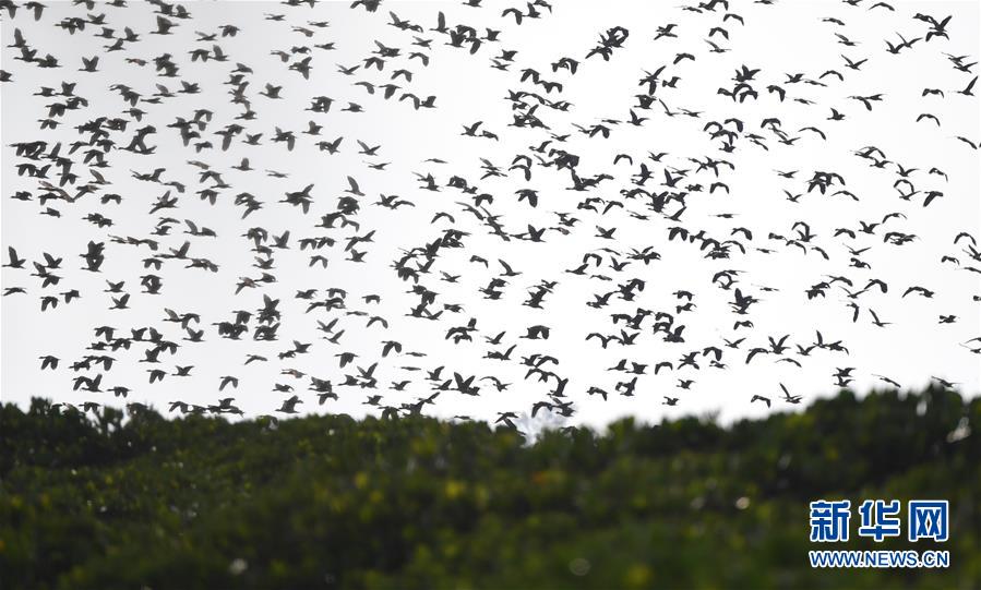 （圖文互動(dòng)）（3）十年樹(shù)木、紅樹(shù)成林&mdash;&mdash;&ldquo;海上森林&rdquo;回歸記