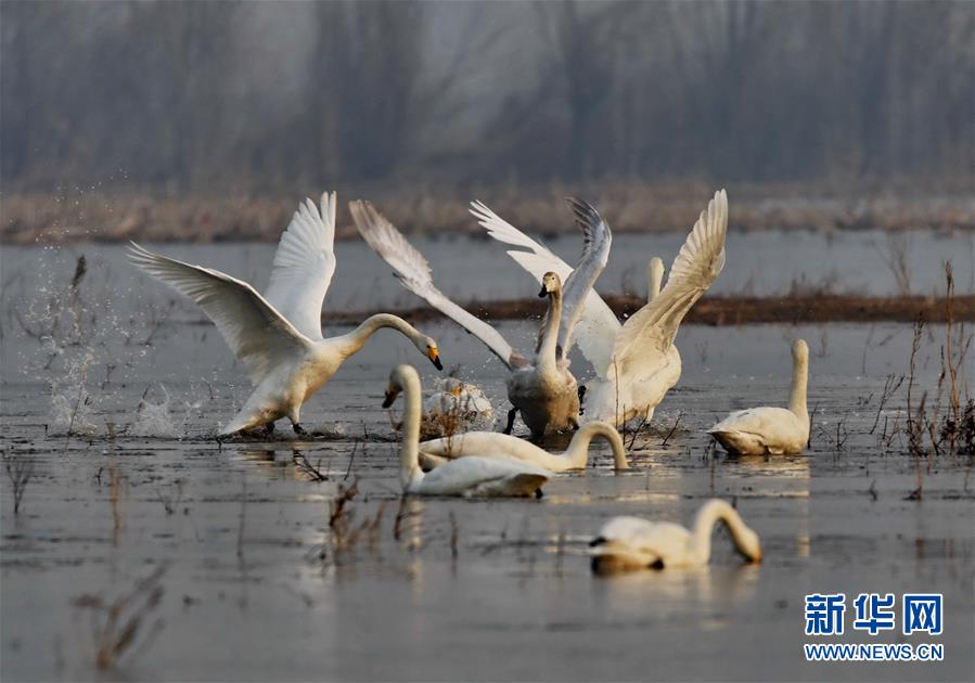 （環(huán)境）（2）河北官?gòu)d水庫天鵝舞