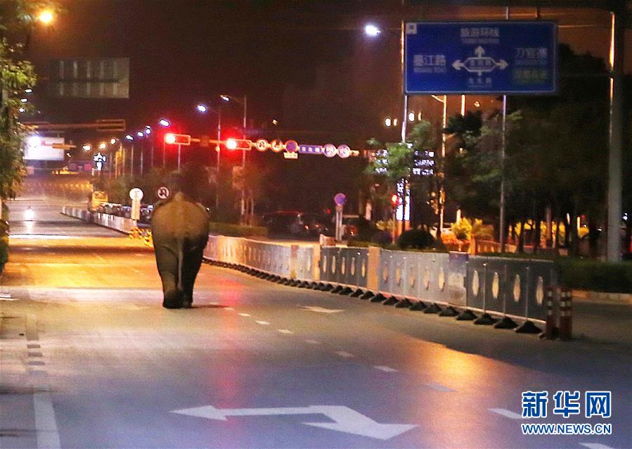 (社會(huì))云南普洱鬧市區(qū)上演“象出沒”