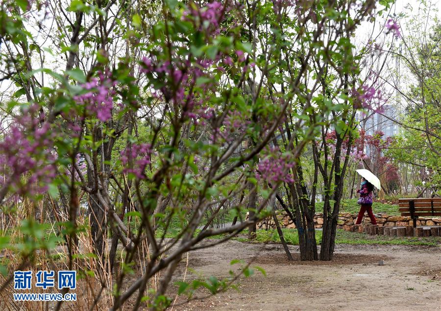 （在習(xí)近平新時(shí)代中國(guó)特色社會(huì)主義思想指引下&mdash;&mdash;新時(shí)代新氣象新作為&middot;新華全媒頭條&middot;圖文互動(dòng)）（4）最濃是這中國(guó)紅&mdash;&mdash;北京市西城區(qū)弘揚(yáng)紅墻意識(shí)深化改革發(fā)展紀(jì)實(shí)