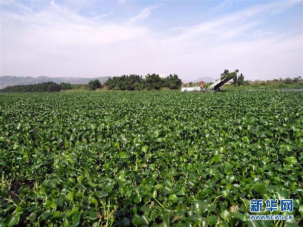 （圖文互動）（4）&ldquo;白練&rdquo;變&ldquo;黑龍&rdquo;，江河變&ldquo;草原&rdquo;－－粵東母親河為何污染20多年難治理？