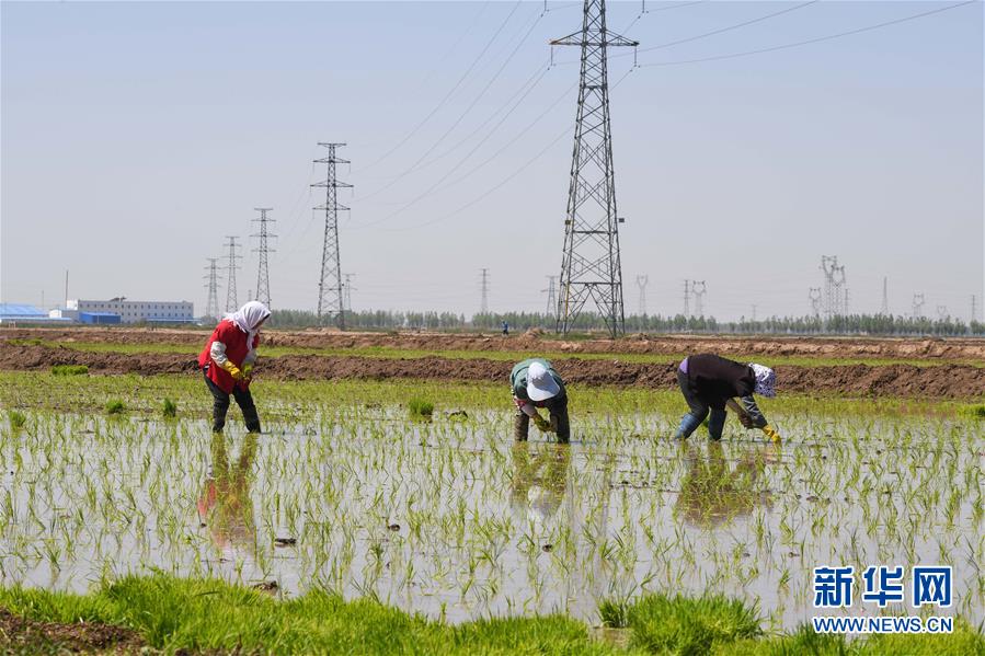 (社會)(3)昔日鹽堿地 今日插秧忙