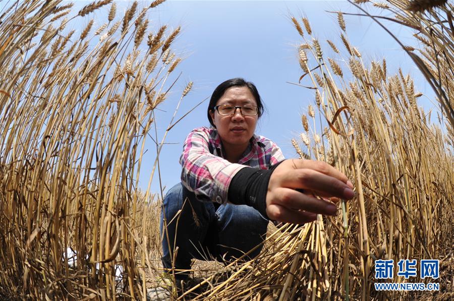 (經(jīng)濟)(4)把脈“渤海糧倉”促增產