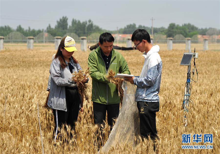 (經(jīng)濟(jì))(5)把脈“渤海糧倉”促增產(chǎn)