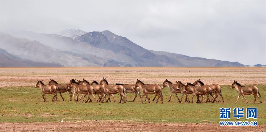 （新華全媒頭條&middot;圖文互動）（9）跨越千里的遠(yuǎn)行&mdash;&mdash;西藏首批高海拔地區(qū)群眾生態(tài)搬遷實錄
