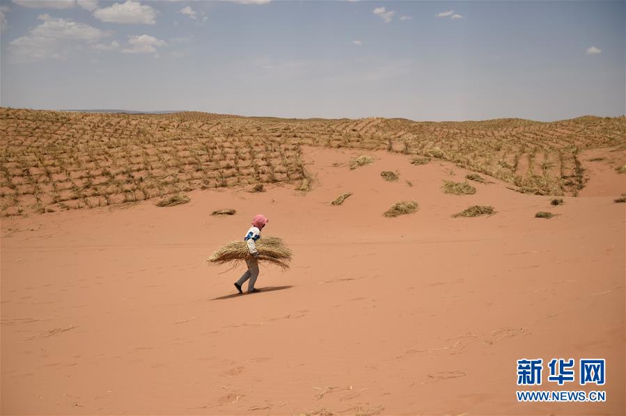 (新華全媒頭條·圖文互動)(3)荒漠化治理的“中國智慧”