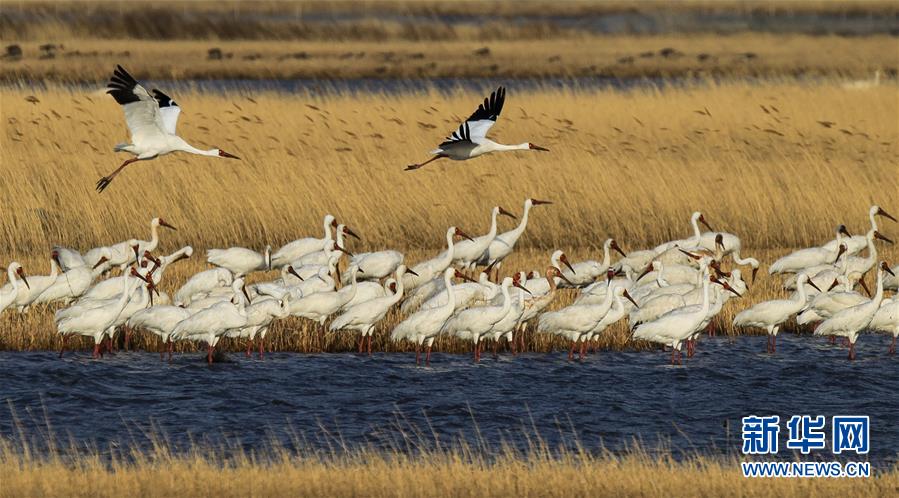（壯闊東方潮 奮進(jìn)新時(shí)代&mdash;&mdash;慶祝改革開(kāi)放40年）（12）美麗中華大地書寫綠色傳奇