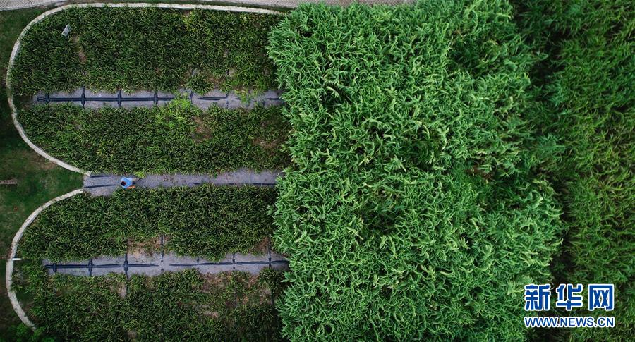 （在習近平新時代中國特色社會主義思想指引下&mdash;&mdash;新時代新作為新篇章&middot;圖文互動）（3）稀奇！治污濕地成了休閑公園&mdash;&mdash;江蘇蘇州全域推進農(nóng)村生活污水治理