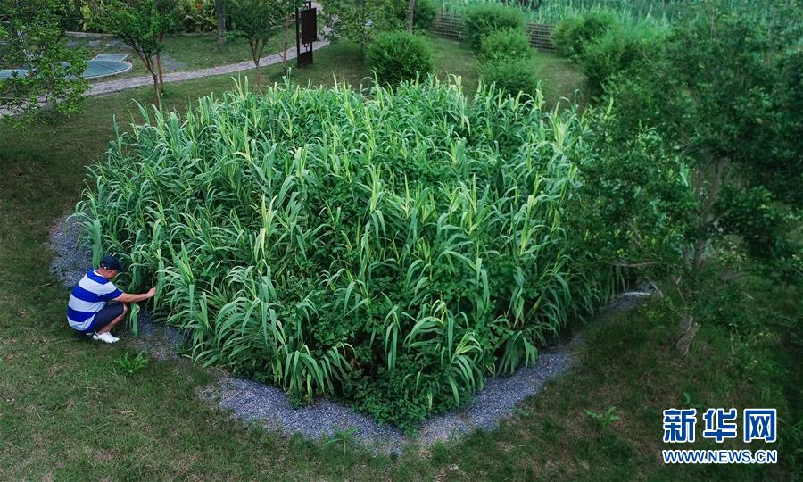 （在習近平新時代中國特色社會主義思想指引下&mdash;&mdash;新時代新作為新篇章&middot;圖文互動）（4）稀奇！治污濕地成了休閑公園&mdash;&mdash;江蘇蘇州全域推進農(nóng)村生活污水治理