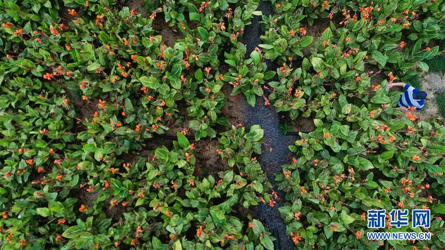 （在習近平新時代中國特色社會主義思想指引下&mdash;&mdash;新時代新作為新篇章&middot;圖文互動）（5）稀奇！治污濕地成了休閑公園&mdash;&mdash;江蘇蘇州全域推進農(nóng)村生活污水治理