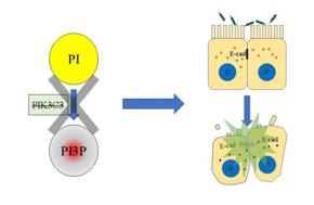 PI3P缺失導(dǎo)致上皮細(xì)胞連接破壞，最終招募中性粒細(xì)胞，發(fā)生急性炎癥