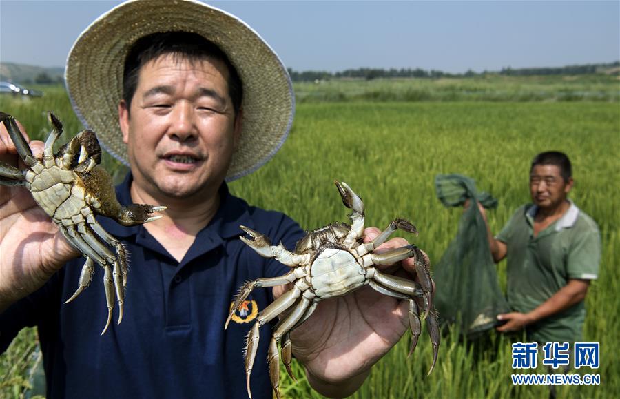 （壯闊東方潮 奮進(jìn)新時(shí)代&mdash;&mdash;慶祝改革開(kāi)放40年）（5）感受&ldquo;毛烏素&rdquo;的生機(jī)