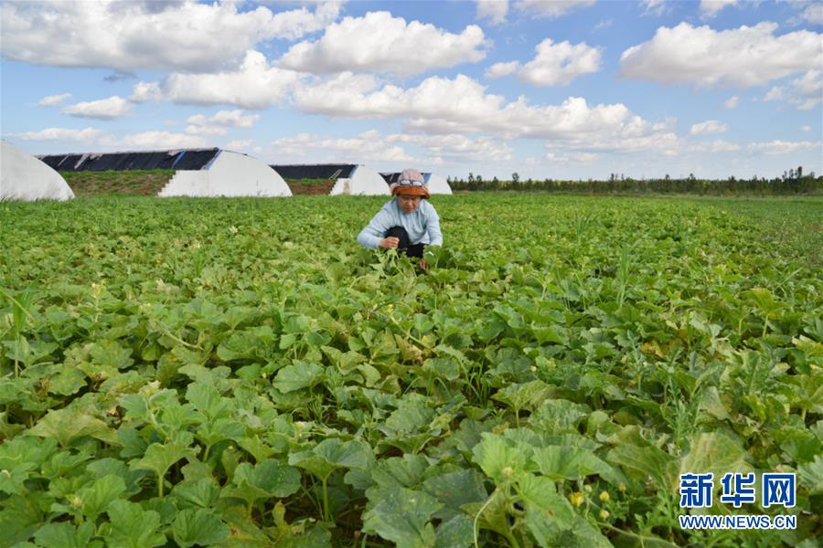 (在習(xí)近平新時(shí)代中國(guó)特色社會(huì)主義思想指引下——新時(shí)代新作為新篇章·圖文互動(dòng))(4)庫(kù)布其競(jìng)相演繹“點(diǎn)沙成金”傳奇