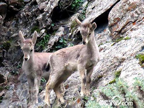 久美扎西拍攝的野生動(dòng)物。