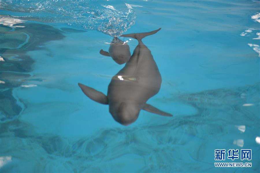 (圖文互動(dòng))(2)從消失的白鱀豚到人工繁殖江豚——三個(gè)故事見證長(zhǎng)江生態(tài)保護(hù)變遷