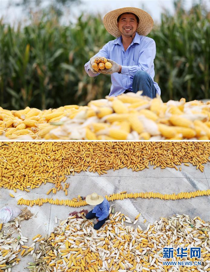 #(新華全媒頭條·圖文互動)(11)最年輕的節(jié)日 最悠久的牽念——寫給首個中國農(nóng)民豐收節(jié)