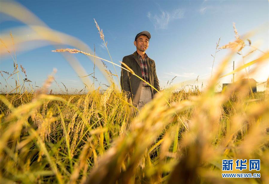 （豐收的味道）（圖文互動）（2）稻人有道&mdash;&mdash;種糧大戶李學(xué)明的十余年堅(jiān)守