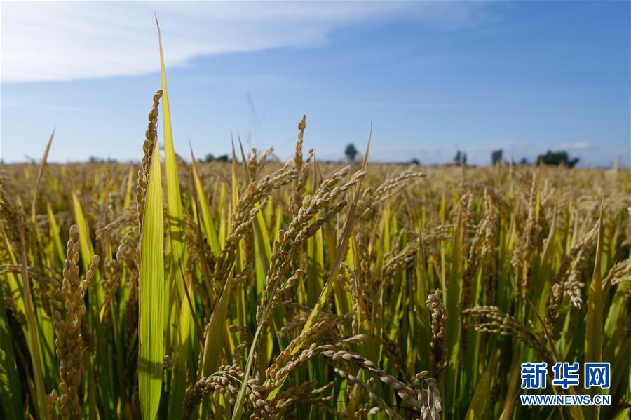 (豐收的味道·圖文互動(dòng))(2)產(chǎn)糧大縣的“豐收表情”——吉林水稻主產(chǎn)區(qū)輝南走訪見(jiàn)聞