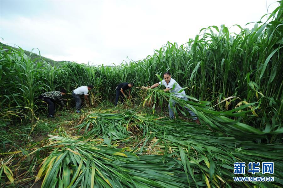 （在習(xí)近平新時代中國特色社會主義思想指引下&mdash;&mdash;新時代新作為新篇章&middot;圖文互動）（6）三年村干部 一世農(nóng)村情&mdash;&mdash;記貴州石阡農(nóng)村扶貧干部