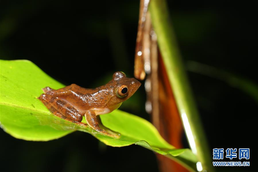 (新華全媒頭條·圖文互動(dòng))(1)歸來的雨林