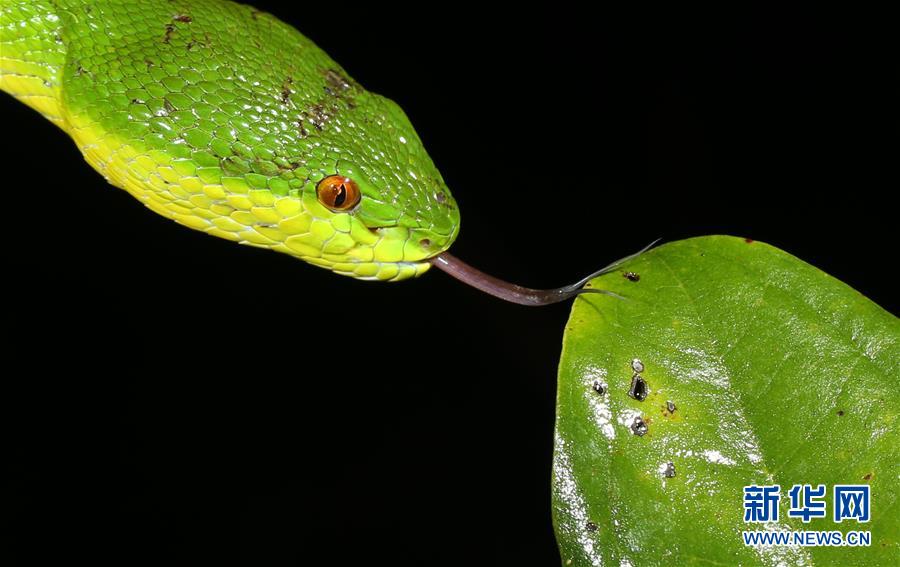 (新華全媒頭條·圖文互動(dòng))(2)歸來的雨林