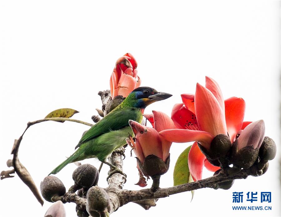 (新華全媒頭條·圖文互動(dòng))(3)歸來的雨林