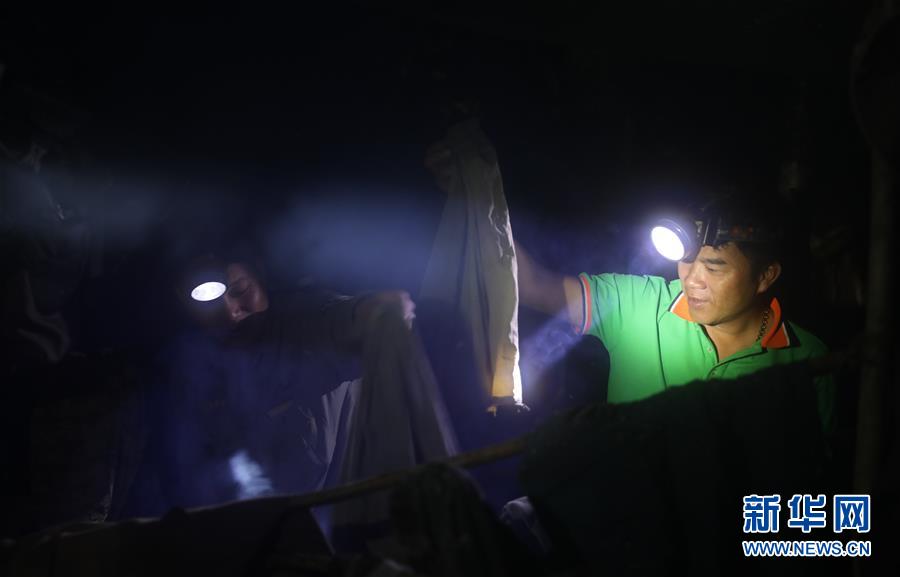 (新華全媒頭條·圖文互動(dòng))(9)歸來的雨林